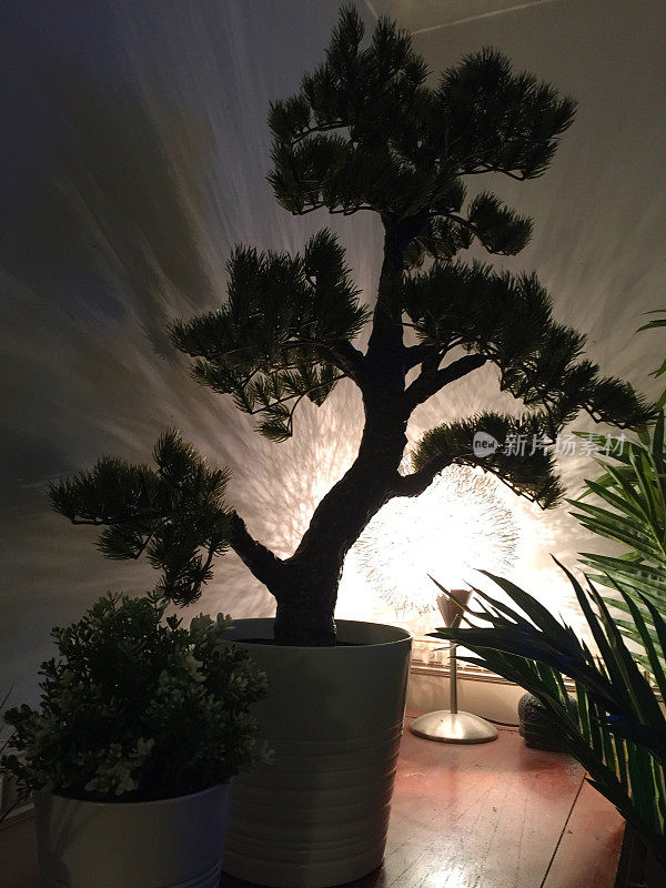 假的人工日本白松盆景树剪影与光影和盆栽植物/棕榈树叶子的背光照明，塑料盆景树非正式的直立风格，看起来真实和特色的室内设计房间休息室焦点